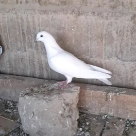 kepderi