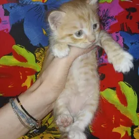 Котята в добрые руки!!!