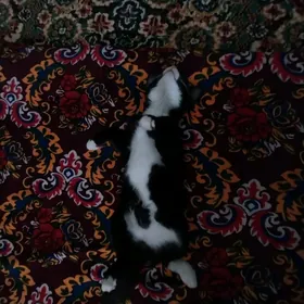 4 месяца котёнок