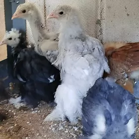 Brama jujeler