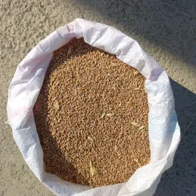 tirtkal arpa