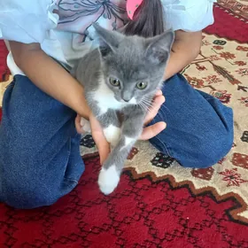Pişik - кошка