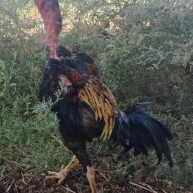 horaz baysow