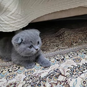 Шотландские вислоухие котята