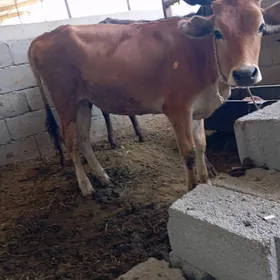 göle