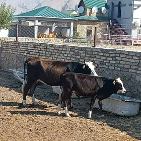 goleli sygyrlar