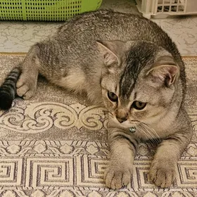 pişik кошка