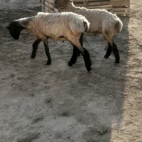 Токлы