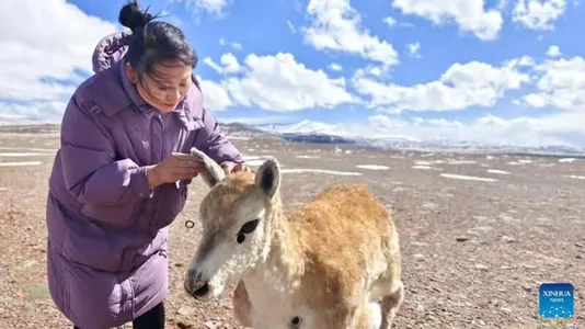 Hytaýda robot antilopany hakyky sürä goşup, Tibetdäki örä iberdiler