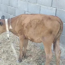 GÖLE