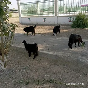 чевиш çewiş