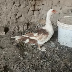 ÖrdekÖrdekler
