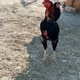 Baýsy