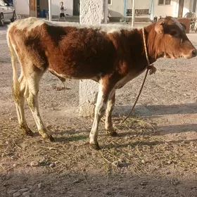 okuzce