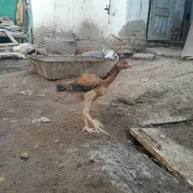 парода жужала