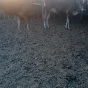2 Tüwe