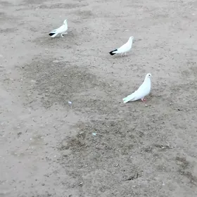 Kepderi