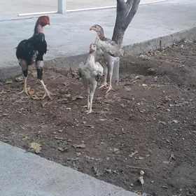 Taşkent horaz mäki