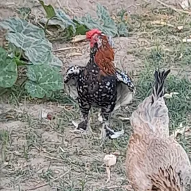 karlik horoz 