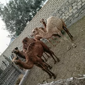 Düýe