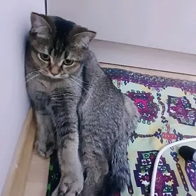 PIŞIK