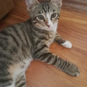 кошка
