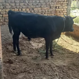 Göle