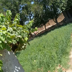 daça