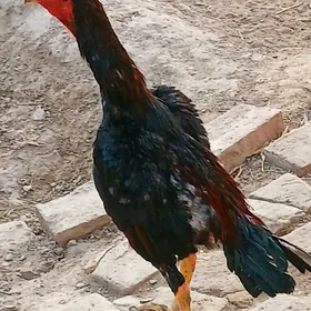 baýsow horaz