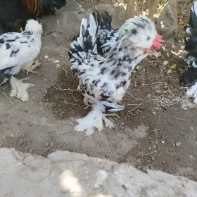 японский
