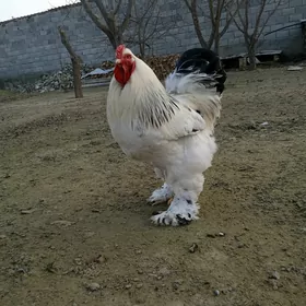 Brama ýumurtga
