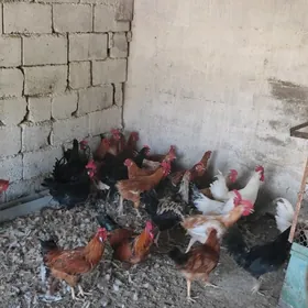 yaş horoz
