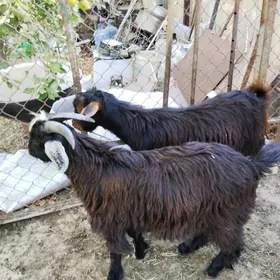 geçiler