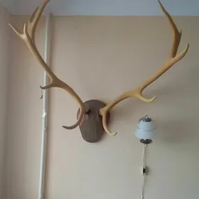 рога