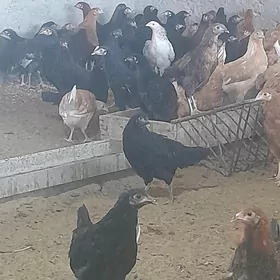 жуйже