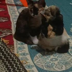 кошка