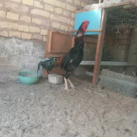 Baýsowy