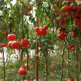 Işgär gerek