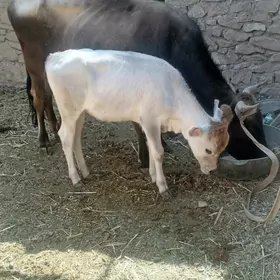golli sygyr