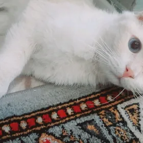 шатланские кот