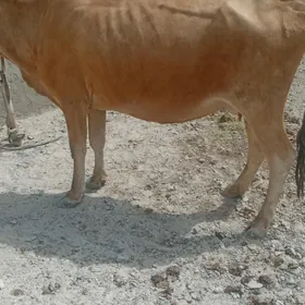 golli sygyr