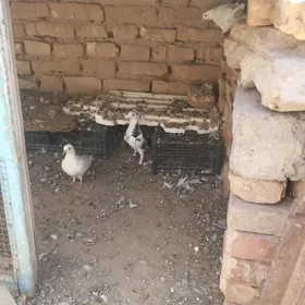kepderi