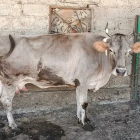 Sygyr