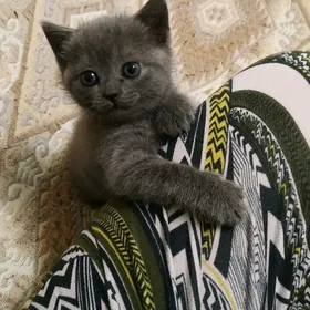 Шотландская девочка