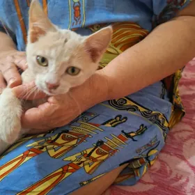 кошки