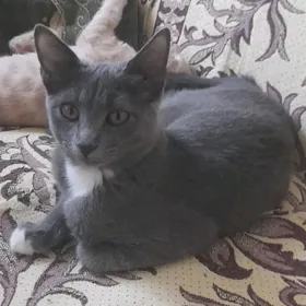 котики