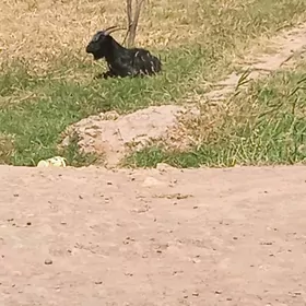 geci geci geci