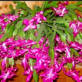 Декабрист