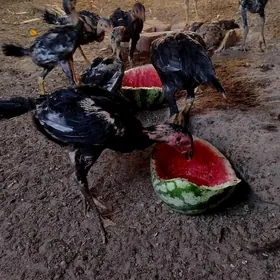 Juyje