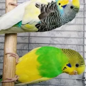 papkay kletka papugay